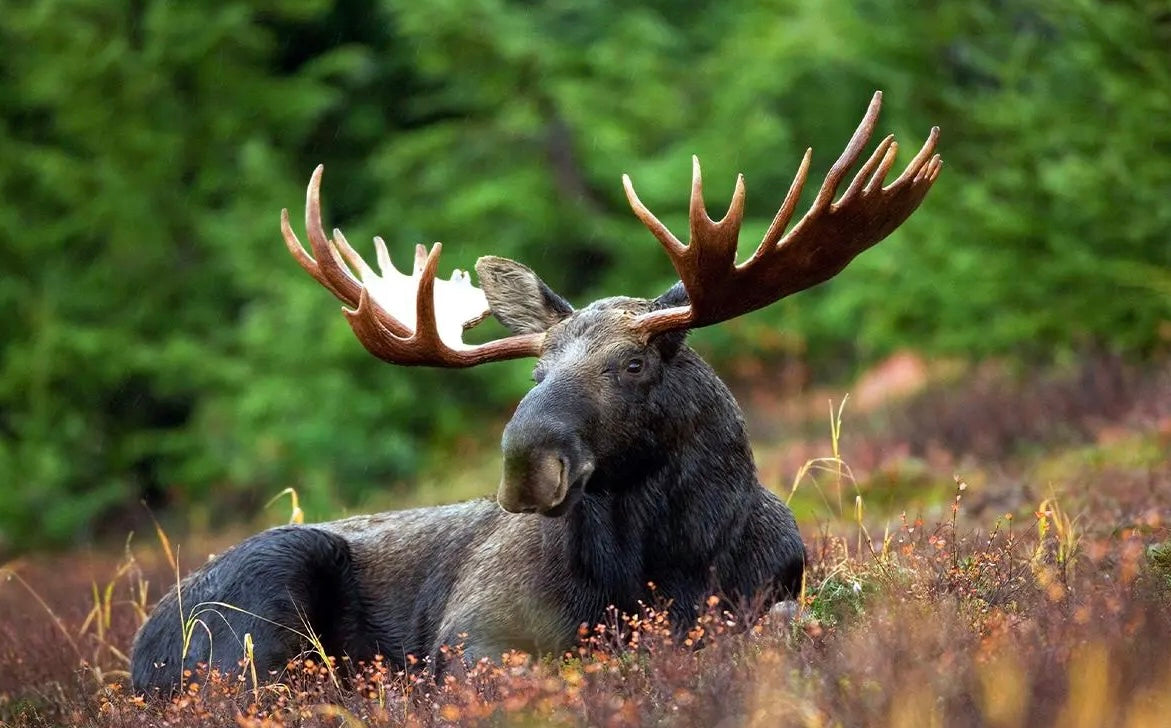 Moose 3D Flip Poster