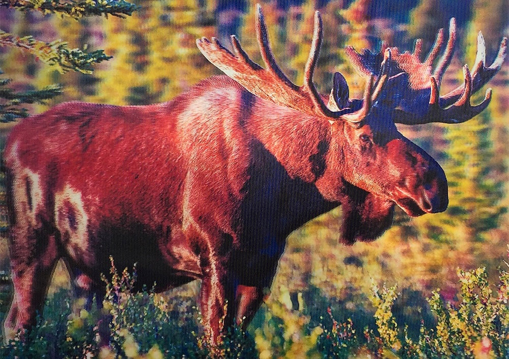 Moose 3D Flip Poster