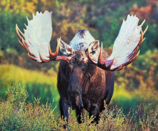 Moose 3D Flip Poster